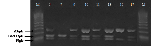  Patrones de bandas del gen de la kappa
caseína obtenidos después de la digestión del producto PCR con la enzima de
restricción Hinf I. Con la letra M se indica el marcador molecular de
100pb. las muestras números 5,9,10,11,13 y 17 corresponden a los individuos con
genotipos AB, mientras que el número 7 al genotipo AA y el numero 15 al
genotipo BB.