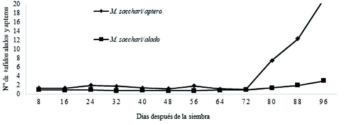 Fluctuaci&oacute;n poblacional de alados y &aacute;pteros de M.sacchari en el
cultivo de sorgo entre los 8 a 96 d&iacute;as despu&eacute;s de la siembra.
