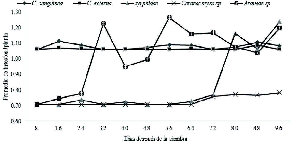  Fluctuaci&oacute;n poblacional de
enemigos naturales de M. sacchari en el
cultivo de sorgo entre los 8 a 96 d&iacute;as despu&eacute;s de la siembra.