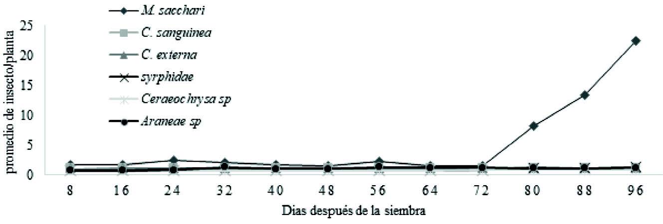 Fluctuaci&oacute;n poblacional de M. sacchari y la
de sus enemigos naturales en el cultivo de sorgo en el periodo comprendido de agosto
a octubre del 2017 .