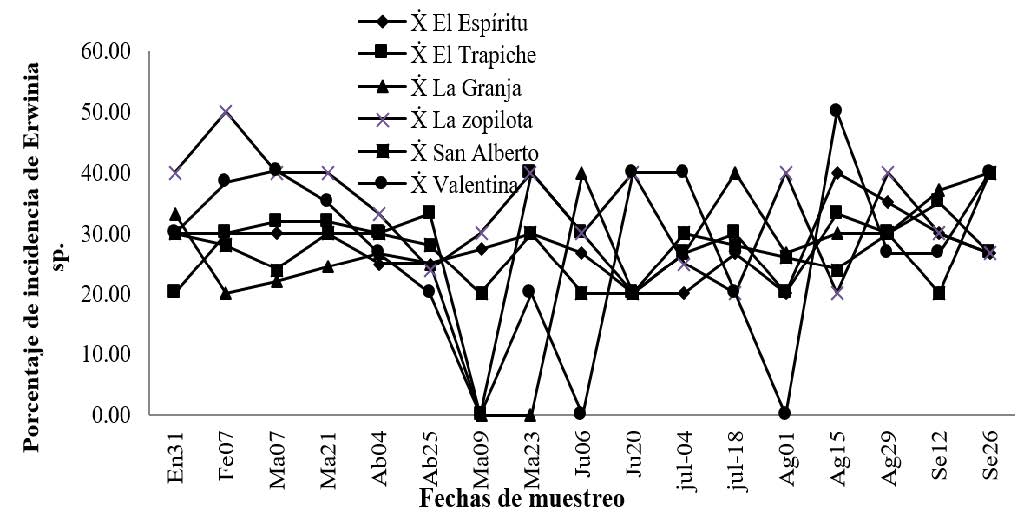 Porcentaje de incidencia de Erwinia sp. En seis
fincas plataneras del departamento de Rivas 2014
