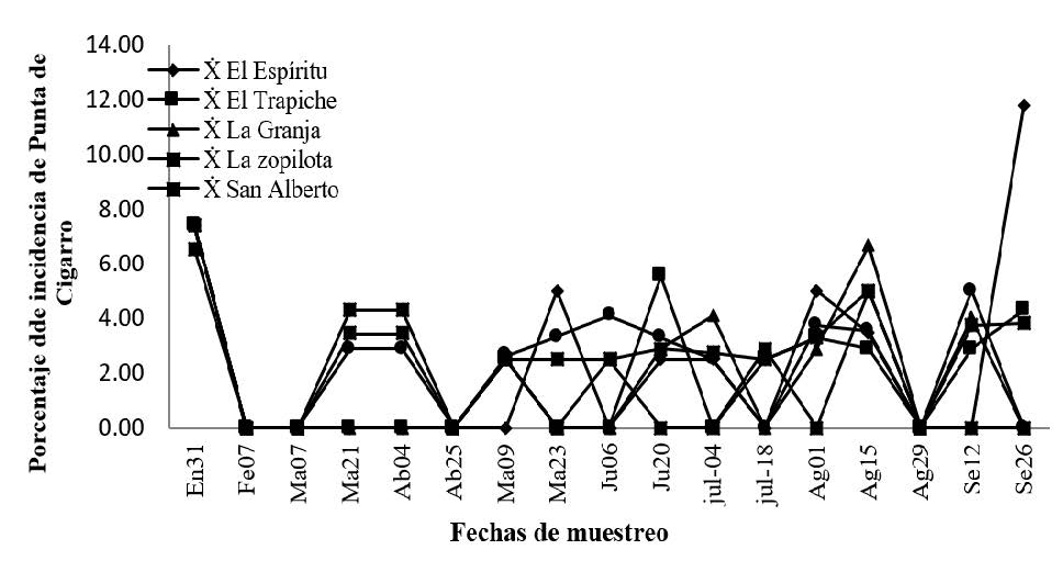 Porcentaje de incidencia de Verticillium sp. En seis fincas
plataneras del departamento de Rivas 2014.