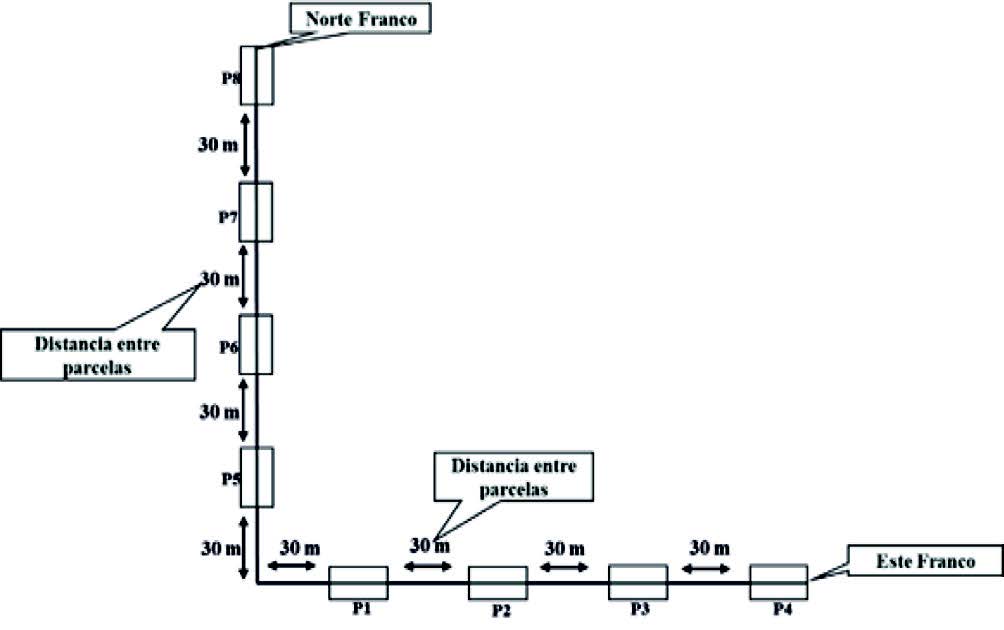  Dise&ntilde;o
de muestreo utilizado en los usos del suelo (bosque secundario y sistema
silvopastoril) de la finca agroecol&oacute;gica Tonantz&iacute;n, Diriamba-Carazo, 2016.