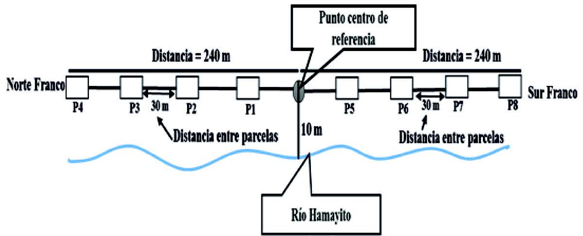 Dise&ntilde;o de muestreo utilizado en el bosque de galer&iacute;a de
la finca agroecol&oacute;gica Tonantz&iacute;n, Diriamba-Carazo, 2016.