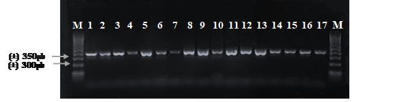 Electroforesis en gel de agarosa de los productos PCR del gen de К-caseína
amplificado con los cebadores BLKC-delantero
y BLKC-reverso en
muestras de hembras bovinas, identificadas por los números (1, 2, 3, 4, 5, 6, 7,
8, 9, 10, 11, 12, 13, 14, 15, 16, 17), la letra M indica el marcador de peso
molecular de 100 pb.