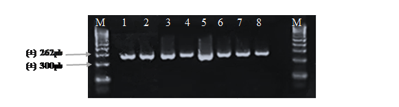 Electroforesis en
gel de agarosa de los productos PCR del gen de βeta Lactoglobulina amplificados con los
cebadores BLGP3-delantero y BLGP4- reverso en muestras de hembras bovinas,
identificadas por los números (1, 2, 3,4, 5, 6, 7, 8), la letra M indica el
marcador de peso molecular de 100 pb.