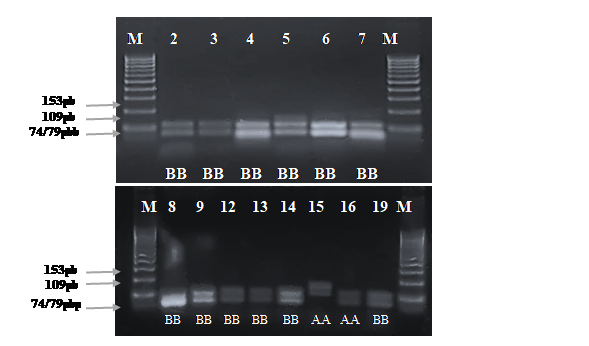  Electroforesis en gel de
agarosa de los productos PCR del gen de К-caseína, digeridos
con la enzima de restricción  Hae III. Con la
letra M se indica el marcador molecular de 100 pb, las muestras número (15, 16)
corresponde a individuos con genotipo AA, mientras que los números (2, 3, 4, 5,
6, 7, 8, 9, 12, 13, 14, 19) al genotipo BB.