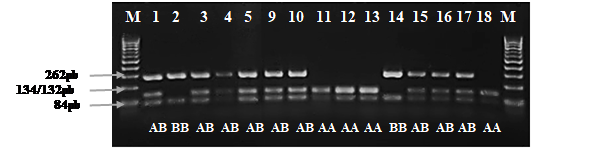 Electroforesis en gel de
agarosa de los productos PCR del gen de К-case&iacute;na, digeridos con la enzima de restricci&oacute;n Hilf I. La letra M indica el marcador
molecular de 100 pb, las muestras n&uacute;mero 1, 3, 4, 5, 9, 10, 15, 16, 17
corresponden a hembras bovinas con genotipo AB, mientras que el n&uacute;mero 2 y 14
corresponden al genotipo BB. Los n&uacute;meros 11, 12, 13, 18 corresponden al
genotipo AA.