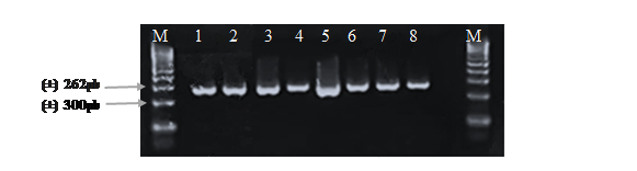 Electroforesis en
gel de agarosa de los productos PCR del gen de βeta Lactoglobulina amplificados con los
cebadores BLGP3-delantero y BLGP4- reverso en muestras de hembras bovinas,
identificadas por los n&uacute;meros (1, 2, 3,4, 5, 6, 7, 8), la letra M indica el
marcador de peso molecular de 100 pb.
