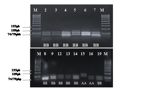  Electroforesis en gel de
agarosa de los productos PCR del gen de К-case&iacute;na, digeridos
con la enzima de restricci&oacute;n  Hae III. Con la
letra M se indica el marcador molecular de 100 pb, las muestras n&uacute;mero (15, 16)
corresponde a individuos con genotipo AA, mientras que los n&uacute;meros (2, 3, 4, 5,
6, 7, 8, 9, 12, 13, 14, 19) al genotipo BB.