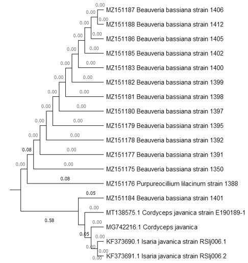 An&aacute;lisis filogen&eacute;tico de vecino m&aacute;s cercano
(NJ) de la regi&oacute;n ITS (ITS1, 5.8S, e ITS2) para especies de Beauveria usando
Purpureocillium como grupo externo. N&uacute;meros en las ramas indican valores
de bootstrap despu&eacute;s de 500 r&eacute;plicas. MEGA,
versi&oacute;n X. 

 