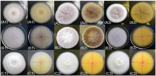 Caracter&iacute;sticas
macrosc&oacute;picas de los aislados del g&eacute;nero Cordyceps
(A), Purpureocillium (B) 

 y Beauveria
(C) en PDA (1), SDA (2) y MDA (3) en el adverso y reverso de los medios de
cultivo.