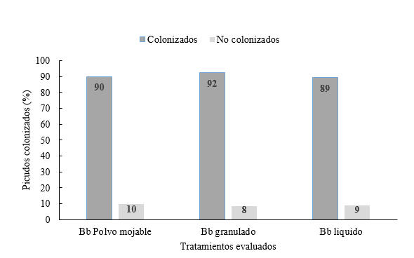 Porcentaje de
colonizaci&oacute;n de picudos seg&uacute;n formulaciones de Beauveria bassiana.