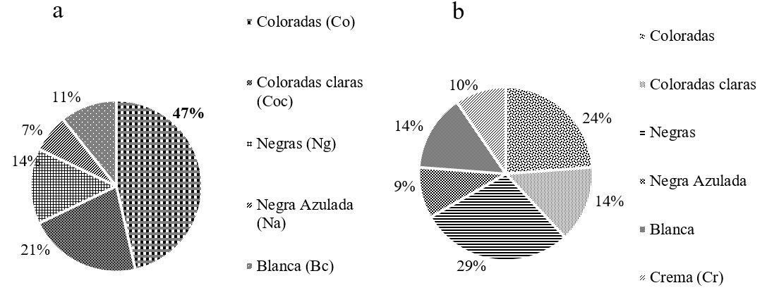  Patrones de coloración a) colores uniforme 57 %, b)
colores mezcaldos 43 %. 