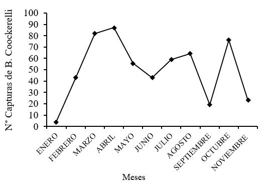 Fluctuación poblacional de
adultos de B. cockerelli usando trampas pegajosas amarillas Estelí,
2014.