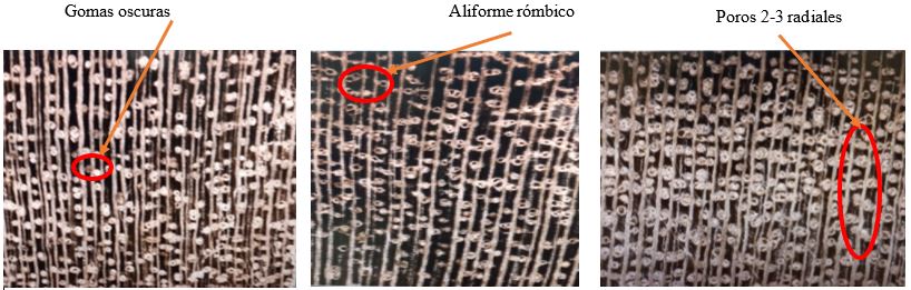 Características macroscópicas de Cordia alliodora (Ruiz y Pav.) Oken. 

 