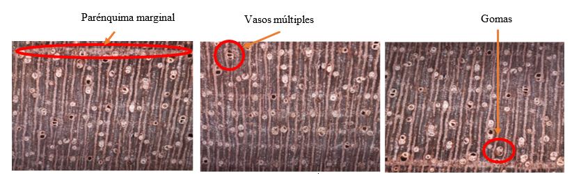 Características macroscópicas de Cedrela odorata L.