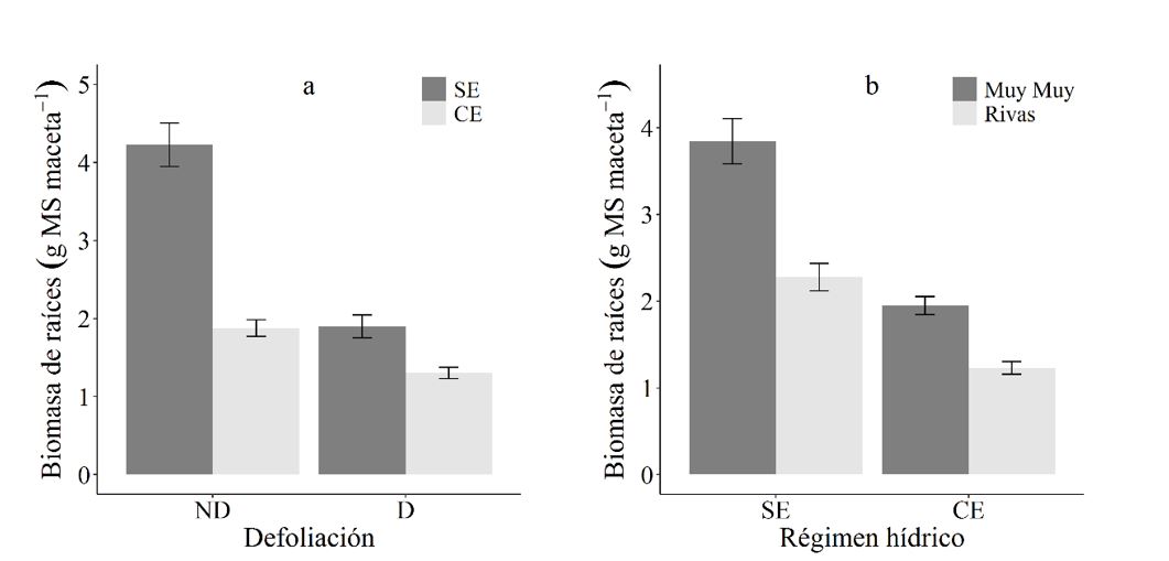 Biomasa de
ra&iacute;ces (g MS maceta-1) de C.
mucunoides en funci&oacute;n de la
defoliaci&oacute;n y el r&eacute;gimen h&iacute;drico (a) y en funci&oacute;n del r&eacute;gimen h&iacute;drico y la
procedencia (b). 