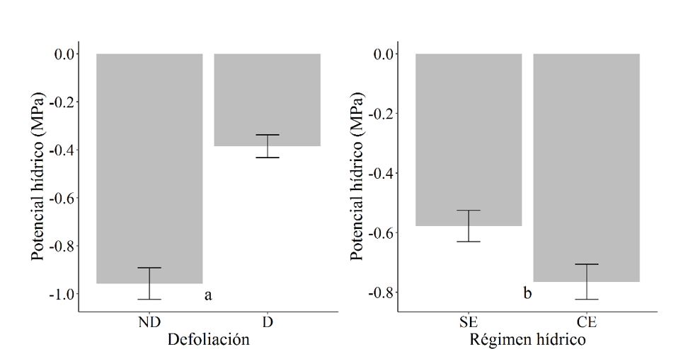 Potencial
h&iacute;drico (MPa) de C. mucunoides en funci&oacute;n
de la defoliaci&oacute;n (a) y en funci&oacute;n del r&eacute;gimen h&iacute;drico (b). Las barras
representan el error est&aacute;ndar 5 %.