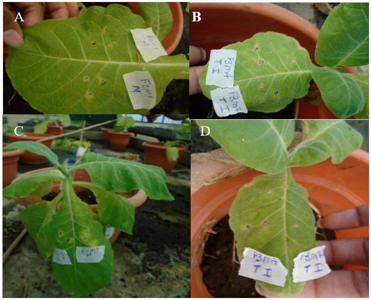 Caracterización de aislados de R. solanacearum procedentes 

de muestras de suelo y tejido
vegetal del cultivo de papa. Clorosis a partir  

de las 48 horas posteriores a la
infiltración (A y B), y marchitamiento a partir  

de los siete y ocho días
posteriores a la infiltración (C y D). 

 