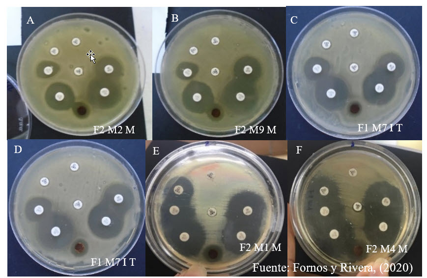 Aislados
de R. solanacearum
con fenotipos AmpC hiperproducido 

(A, B, C y D) y fenotipos salvajes (E y F) aislados de las zonas de
muestreo.