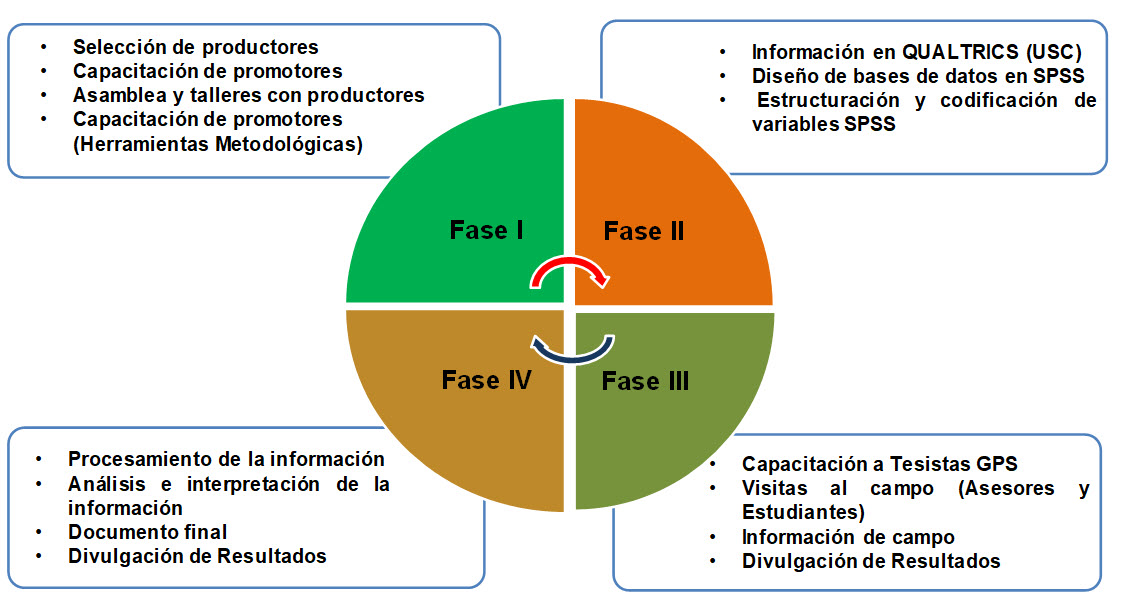 Fases del estudio.