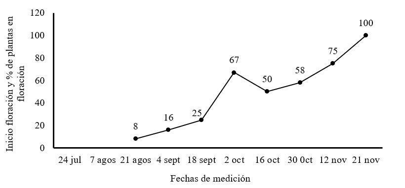  Inicio de
floración y porcentaje de plantas en floración de Moringa oleifera cv
Honghe  

en la etapa de establecimiento en plantación para producción de semillas. 