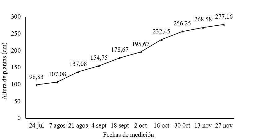 Altura de plantas de M. oleifera cv Honghe en la etapa de
  establecimiento en   plantaci&oacute;n para
  producci&oacute;n de semillas.