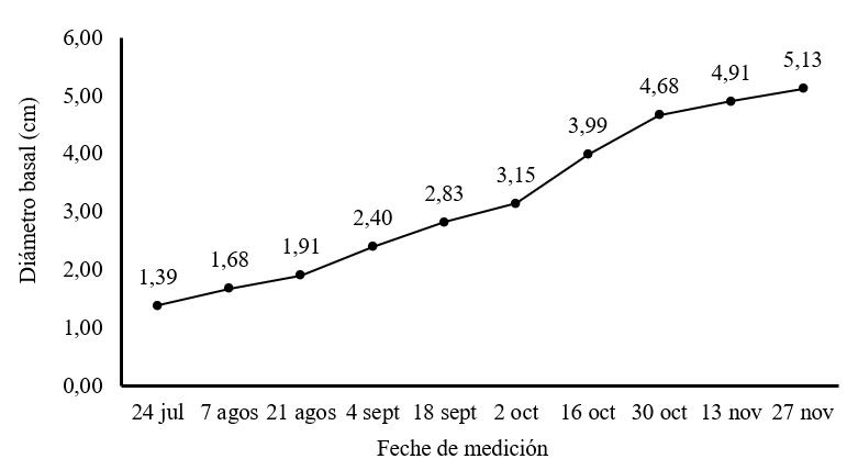 Di&aacute;metro basal de
plantas de M. oleifera cv Honghe en la etapa de establecimiento  

en plantaci&oacute;n para producci&oacute;n de semillas.