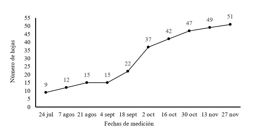 N&uacute;mero de hojas
por planta promedio en plantas de M. oleifera cv Honghe en  

la etapa de establecimiento en plantaci&oacute;n
para producci&oacute;n de semillas.