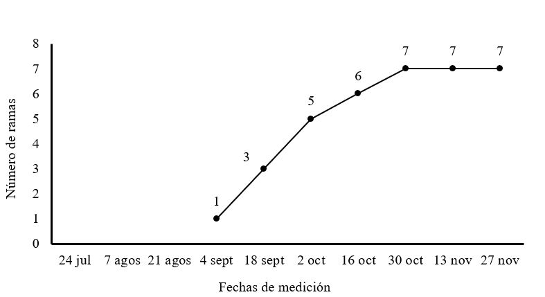 N&uacute;mero de ramas en
plantas de M. oleifera cv Honghe en la etapa de establecimiento 

en plantaci&oacute;n para producci&oacute;n de semillas. 

 