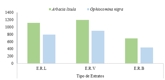 Abundancia
relativa por sitios de muestreo de las especies Arbacia lixula y Ophiocomina
nigra  

en estratos rocosos de la zona intermareal – Playa
Chacocente.