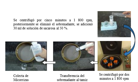 Método de centrifugación para separación de
esporas de micorrizas en muestras de suelo