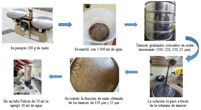Método de
tamizado y decantación en húmedo para separación de esporas de micorrizas en
muestras de suelo.