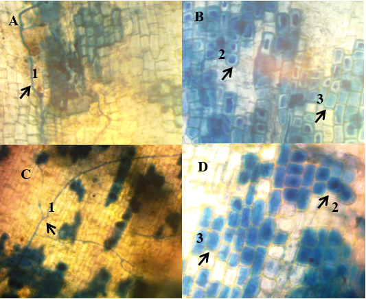 Ra&iacute;ces de
portainjertos Citrange Troyer
(A y B) y Carrizo (C y D), colonizadas  

por
el hongo del g&eacute;nero Glomussp. Hifas (1), ves&iacute;culas (2) y arb&uacute;sculos (3). 