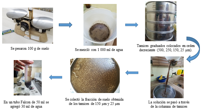 M&eacute;todo de
tamizado y decantaci&oacute;n en h&uacute;medo para separaci&oacute;n de esporas de micorrizas en
muestras de suelo.