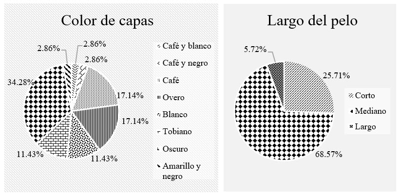 Color de
capas y largo del pelo en los individuos estudiados