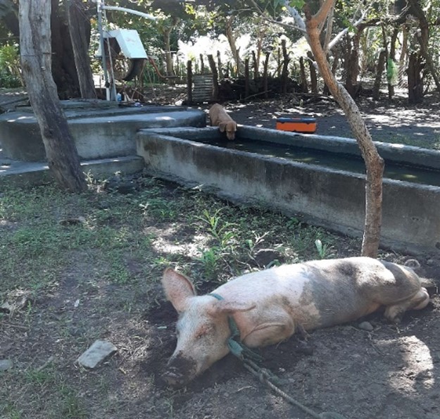  Pozo
excavado a mano, comunidad Paniquines.