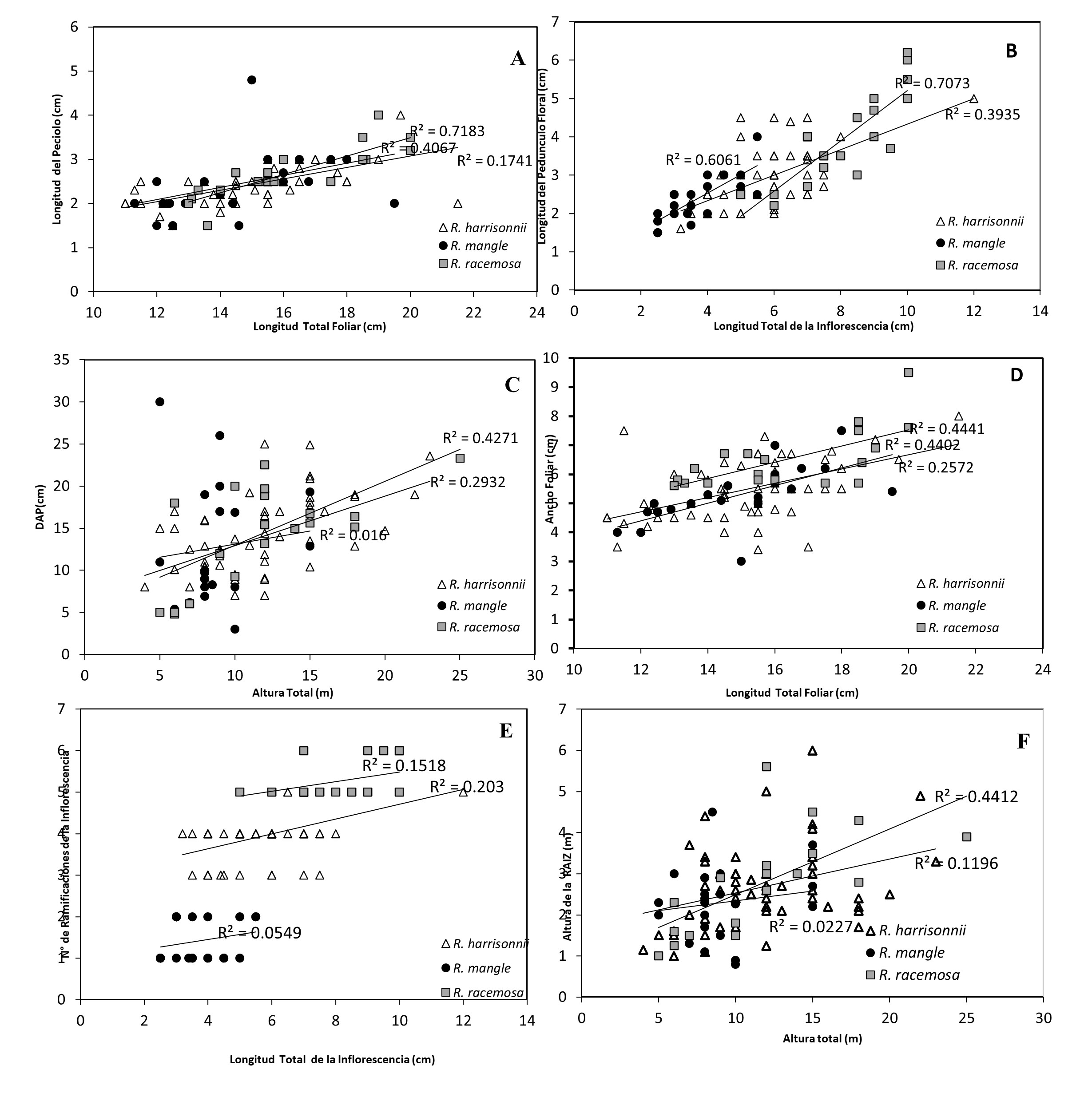 Comparación fenotípica de caracteres morfológicos entre las especies R.
mangle, R. harrisonii y R. racemosa.
Longitud de la hoja (cm) (A) y Ancho de la hoja (cm) (D) en relación con el
largo total de la misma. Longitud del Pedúnculo (cm)
(B) y Número de ramificaciones de Inflorescencia (E)
comparados con el largo total de la inflorescencia (cm). Ancho del tronco (DAP)
(cm) (C) y Longitud de la raíz principal (m) (F) en comparación a la altura
total del árbol (m).