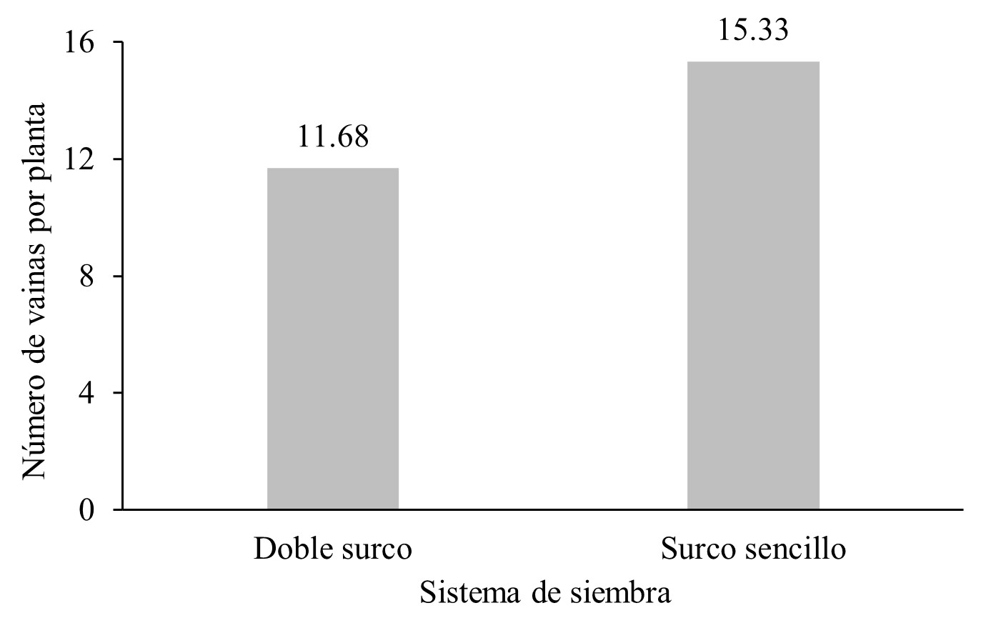 Número de vainas por planta por influencia de los
sistemas de siembra.