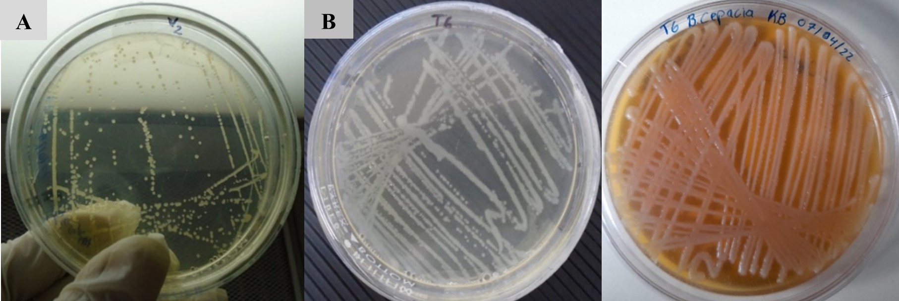 Aislados de B. gladiolii (A),
B. plantarii (B) y B. cepacia
(C) a partir de panículas de arroz en medio 

de
cultivo King B.