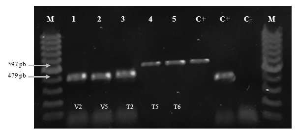 Amplificación de B. gladiolii y B. plantarii a partir de colonias
bacterianas aisladas de panículas de arroz. M: Marcador de peso molecular de
100 pb; 1-3: Muestras positivas para B. gladiolii; 4-5: Muestra positiva para B. plantarii; C+: Muestra control
positivo B. plantarii y B. gladiolii; C-: Control negativo.