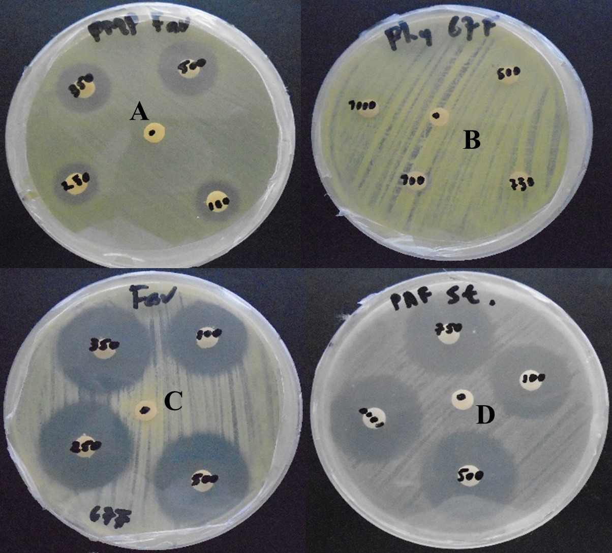 Halos de inhibición producidos por los bactericidas Clorhidrato  

de oxitetraciclina (A y C), Ácido oxolínico (D),
Ausencia de inhibición  

bacteriana (B) por sulfato de cobre.  