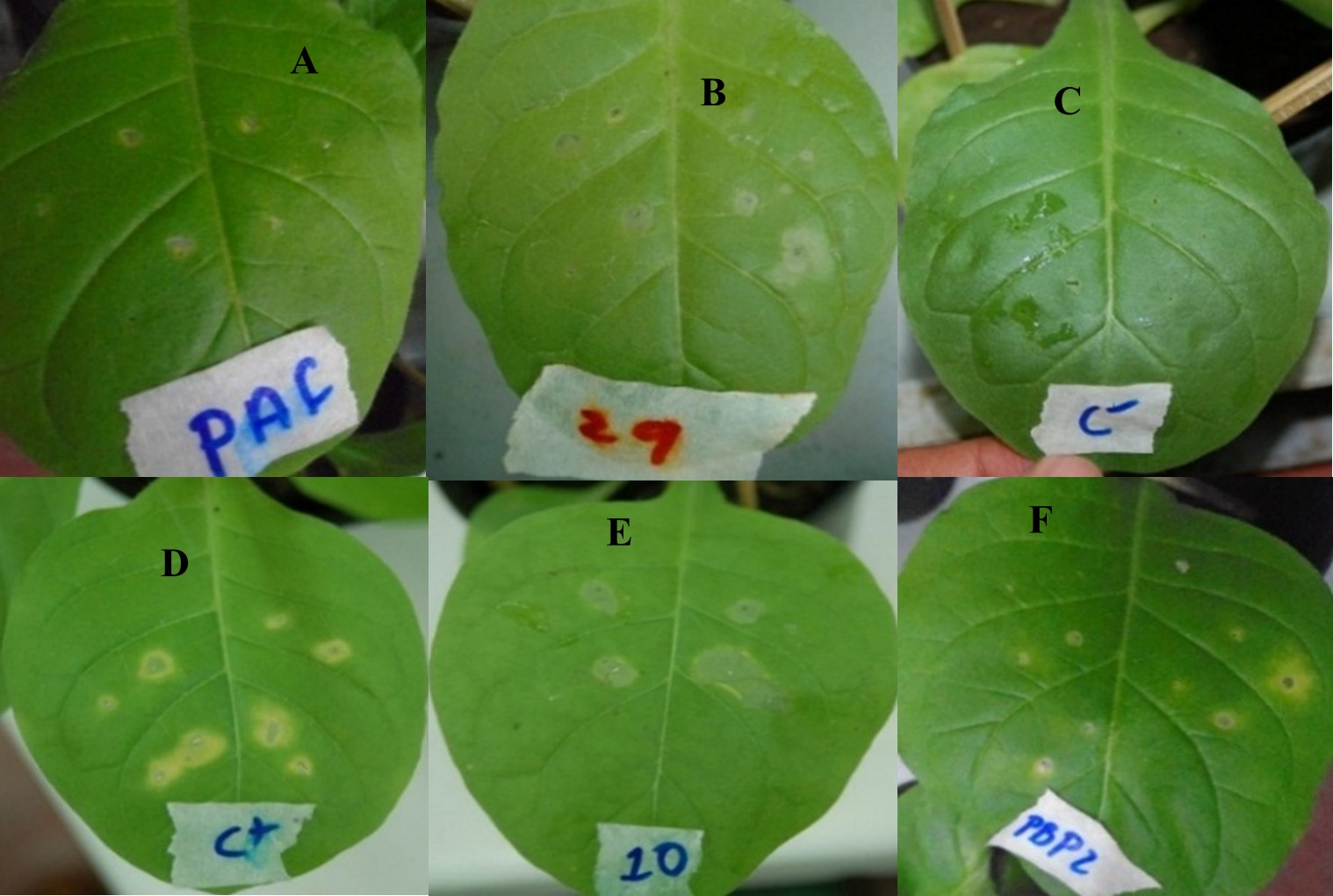 Reacci&oacute;n de hipersensibilidad en hojas de tabaco inducida por aislados
bacterianos  

provenientes
de tejido de caf&eacute;. (A) P. syringae., (B, E), P.
cichorii, (C), Control negativo  

(D)
Control positivo, (F) P. corrugata.