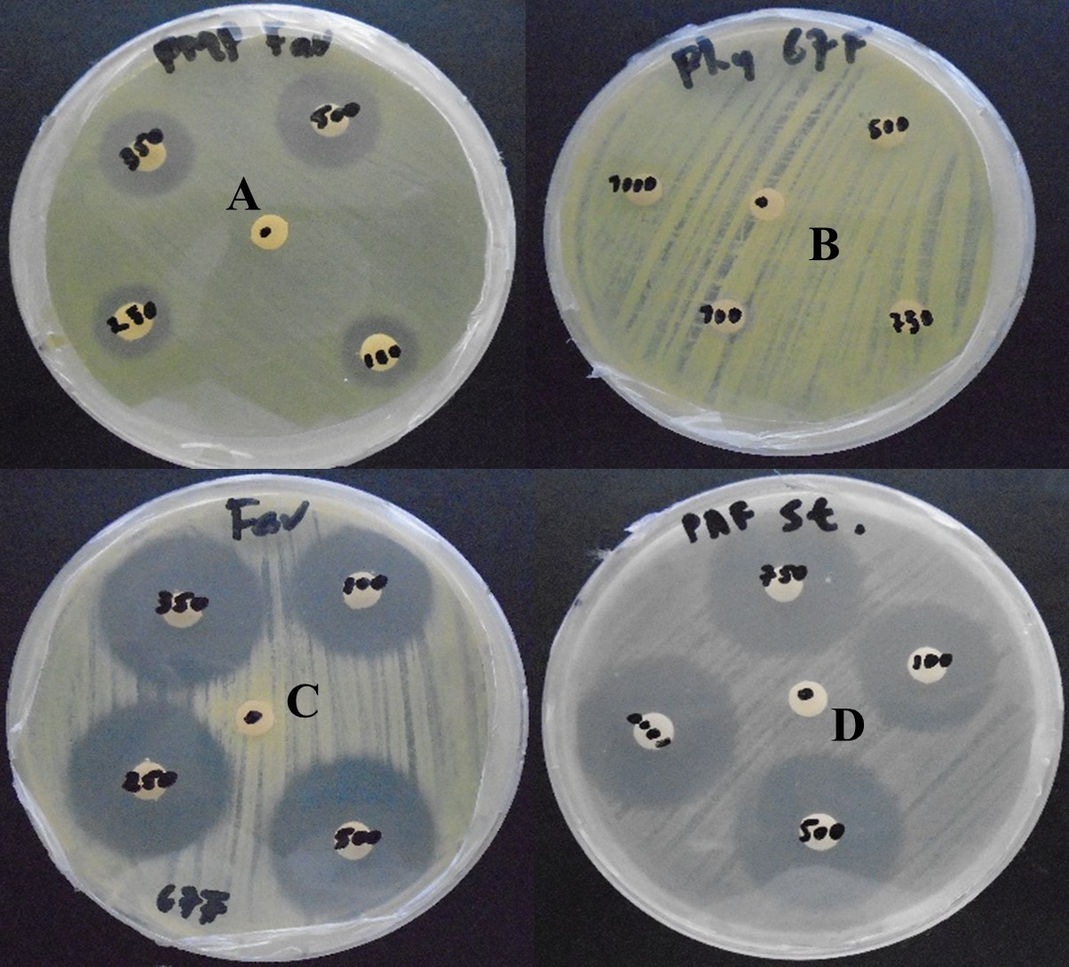 Halos de inhibici&oacute;n producidos por los bactericidas Clorhidrato  

de oxitetraciclina (A y C), &Aacute;cido oxol&iacute;nico (D),
Ausencia de inhibici&oacute;n  

bacteriana (B) por sulfato de cobre.  