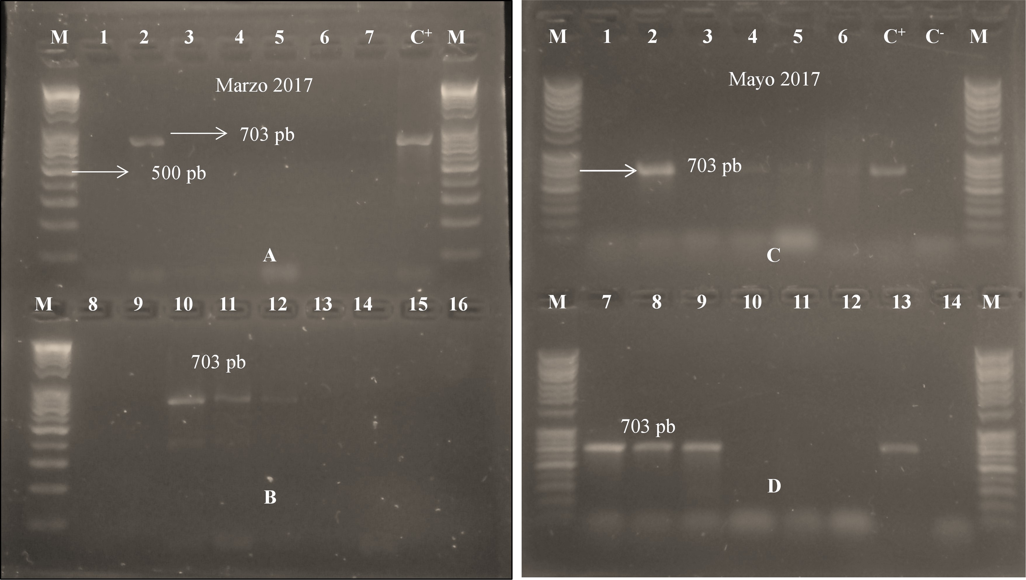 Detecci&oacute;n positiva
de Candidatus Liberibacter asiaticus en marzo (Panel A y B) y mayo (Panel C y D)
2017. En el panel A, la &uacute;nica muestra positiva (carril 2) correspondi&oacute; al
vivero Campos azules 1 y en panel B, las muestras positivas corresponden al
vivero El Rom&aacute;n (carriles 10 y 11) y al vivero Campos Azules 2 (carril 12). Las
dem&aacute;s muestras resultaron negativas. En el panel C, los casos positivos de HLB
se registraron en el vivero El Diamante (carril 2), vivero Campos Azules 2
(carril 4), Campos Azules 1 (carriles 5 y 6). En el panel D, los casos
positivos corresponden al vivero El Rom&aacute;n (carriles 7 y 8), El Diamante (carril
9) y Campos Azules 1 (carril 13). C+
= control positivo, C- = control negativo y M = marcador molecular
de 100 pb, A, B, C y D son los paneles.