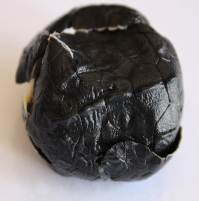 Embri&oacute;n de L. olivacea con caparaz&oacute;n
comprimido. 