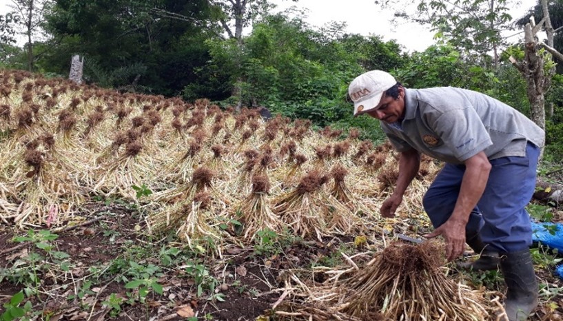 M&eacute;todo de presecado de frijol en campo,
municipio de El J&iacute;caro, 

 Nueva Segovia. 

 