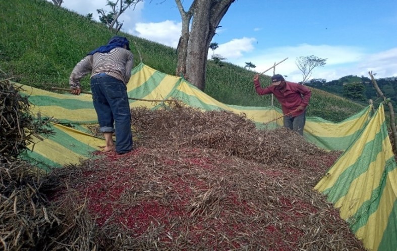 Productores realizando aporreo de frijol en campo, municipio  

de El J&iacute;caro,
Nueva Segovia. 

 