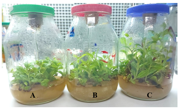  Plantas formadas en BEIT a la cuarta semana. A) yemas 

apicales
con un entrenudo, (B) yemas apicales con dos entrenudos y   

C) yemas
apicales con tres entrenudos.